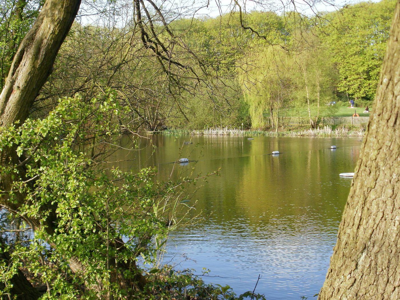 The Kenwood Ladies' Pond, off Millfield Lane